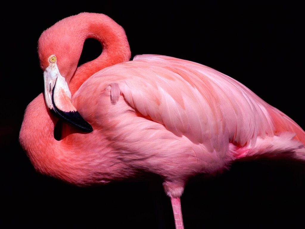 pink_flamingo-normal